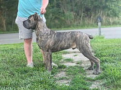 Corso for stud Corso breeder cane corso