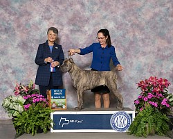 Corso show show dog cane Corso