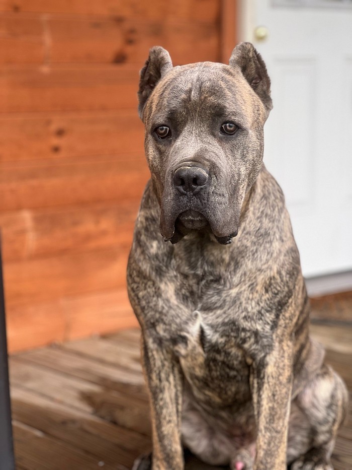 Cane Corso stud