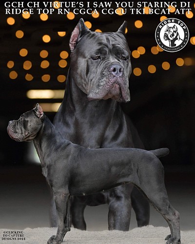 Cane Corso female