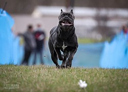 Cane Corso sport