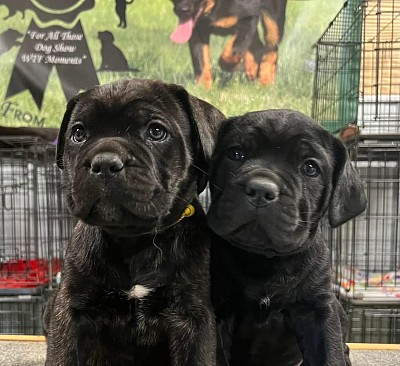 Corso puppy for sale